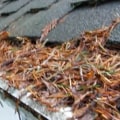 The Ultimate Solution to Clogged Gutters: LeafFilter